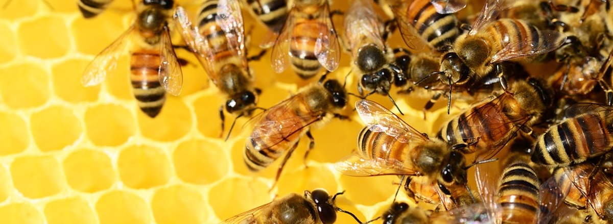 Свердловская область пчелы. Пчелы атакуют. Алтайский мед и пчелы. Рой пчел. Фон для презентации по биологии пчелы.