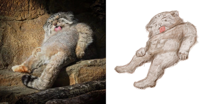 Манул. Погладь качка