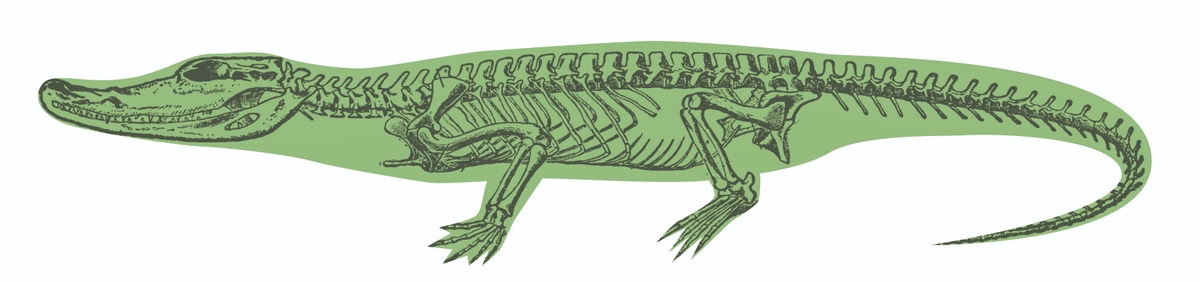 Рептилии ребра. Скелет крокодила. Анатомия крокодила скелет. Скелет крокодила строение. Осевой скелет крокодила.