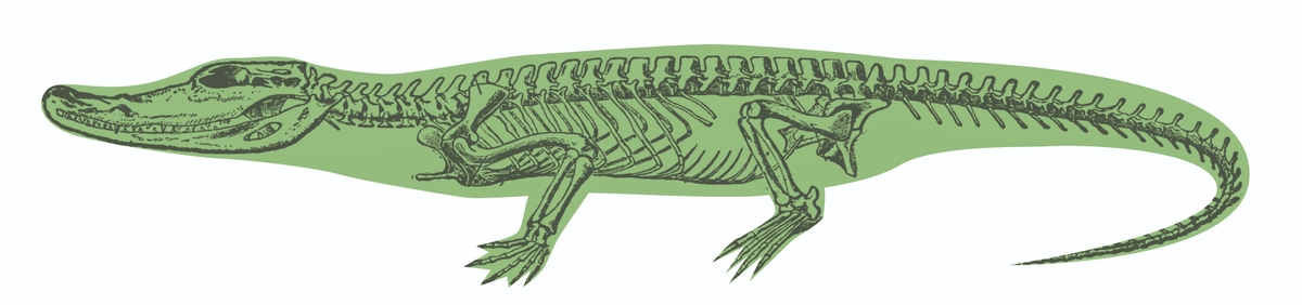 Скелет крокодила рисунок