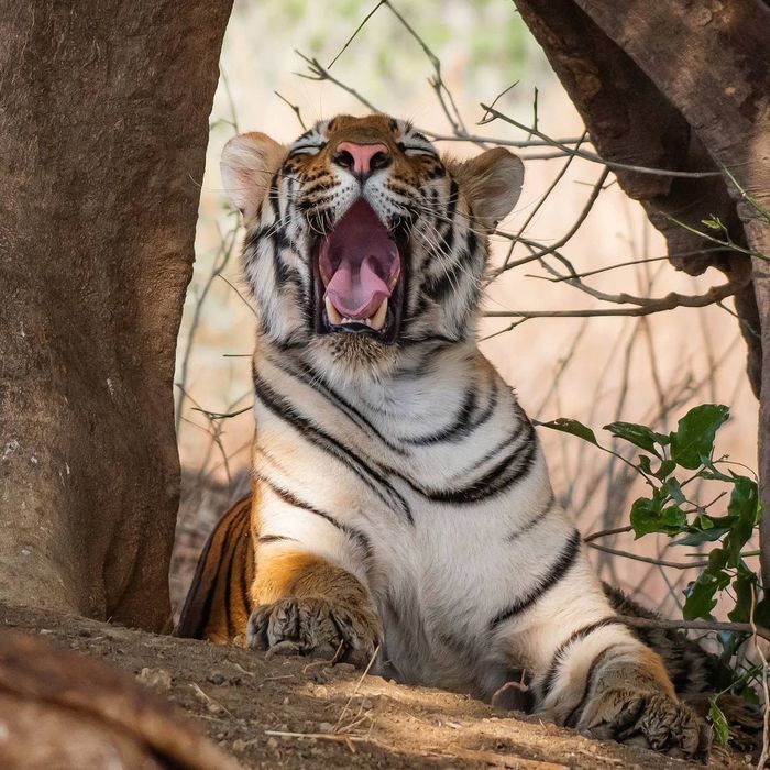 Сонная тигрица