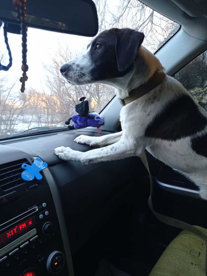 Молодой пес Чак в добрые руки