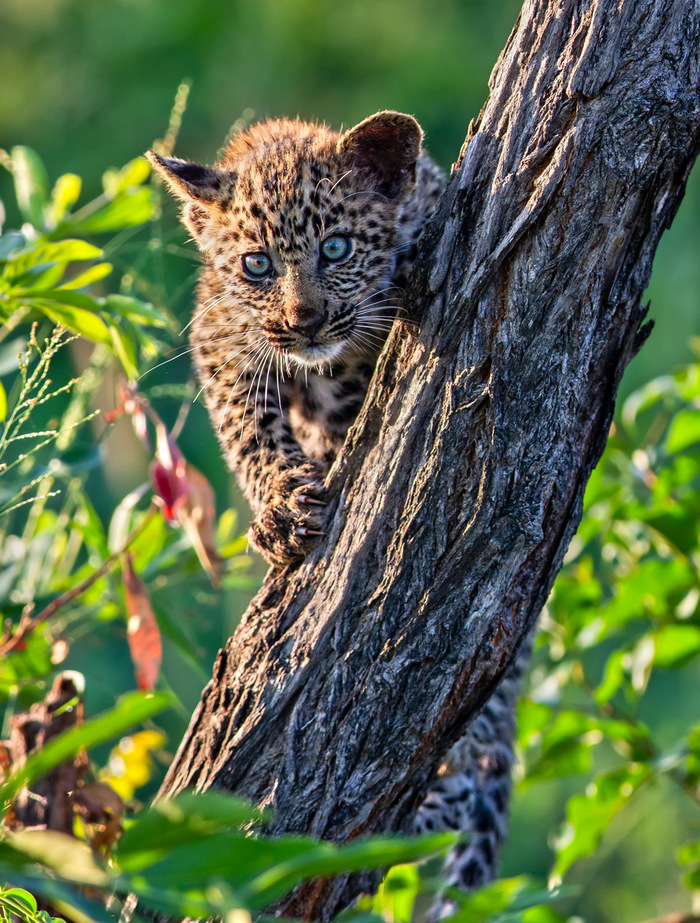 Наблюдатель