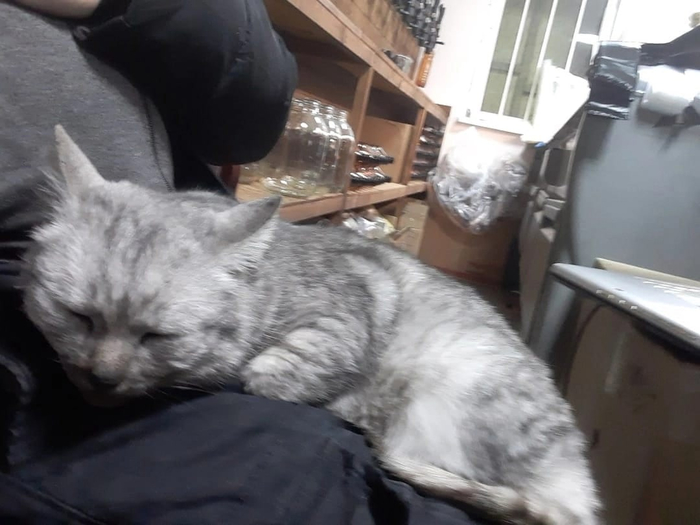 Симпатичной кошечке срочно нужен дом