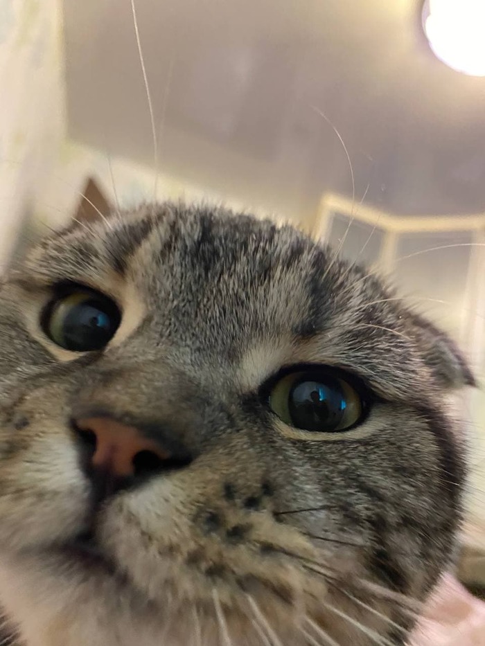 Котоселфи