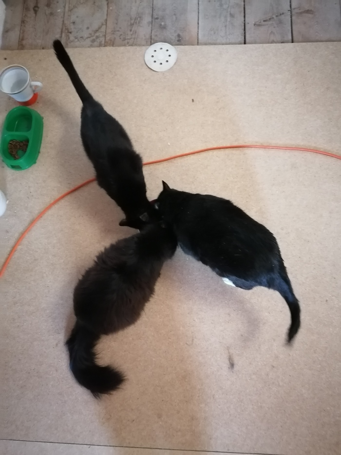 Котограмма.)