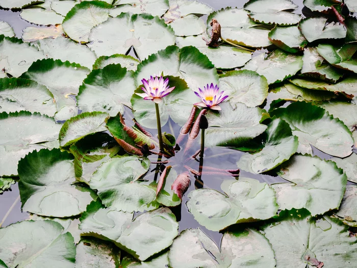 Самая длинная канатная дорога над морем. Парк развлечений Vinpearl Путешествия, Вьетнам, Отдых, Достопримечательности, Отпуск, Длиннопост