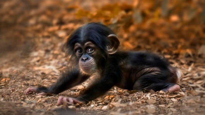 Милый крошка-шимпанзе