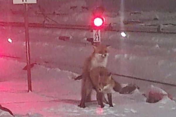 Оптическая иллюзия