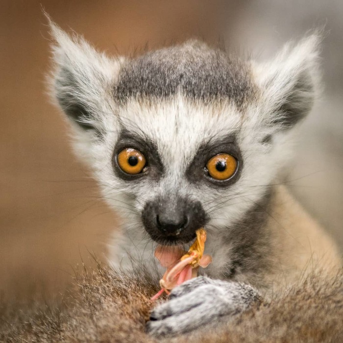 Кошачий лемур