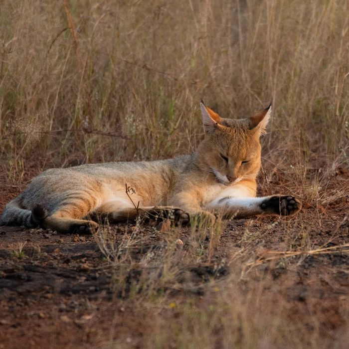 Камышовый кот