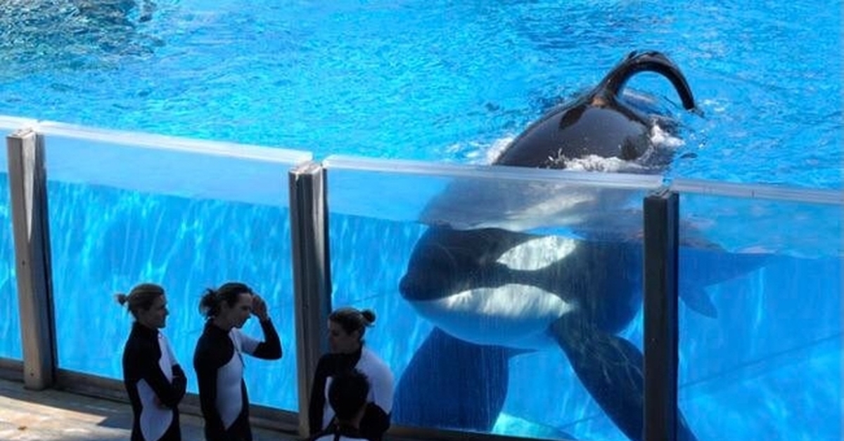 Дон браншо. Тиликум и Дон Браншо. Касатка Тиликум 2010. SEAWORLD касатки.