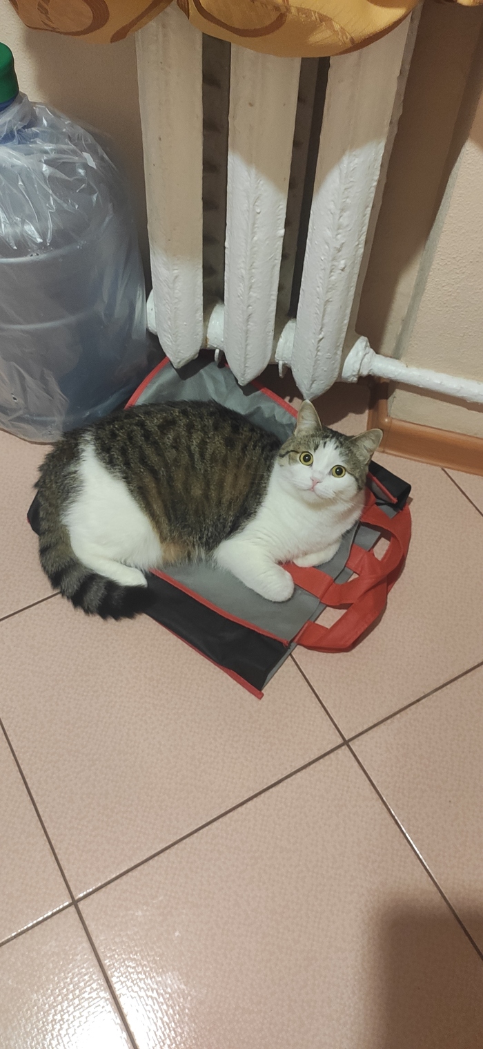 Продолжение поста «Когда решил сделать подарок кошке»