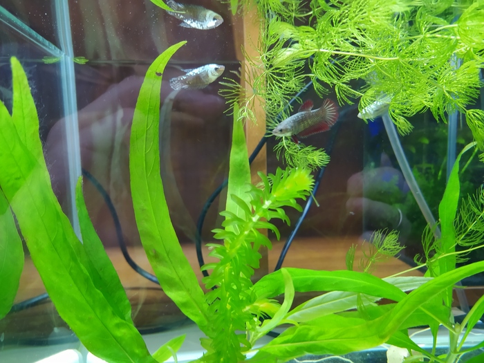 Betta ( )    , ,  , , , 