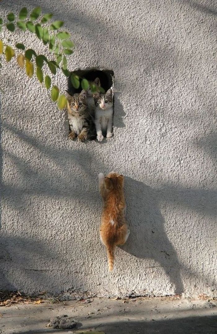 Выпал из гнезда... | Пикабу