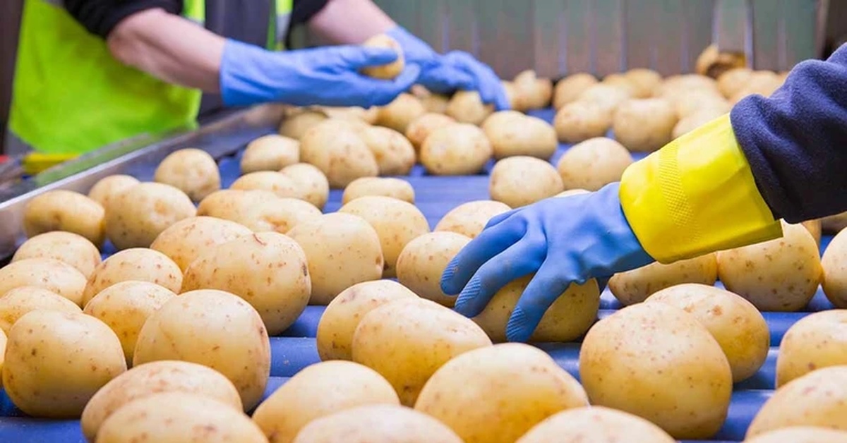 Poisonous potato update. Картофель бизнес. Самый крупный производитель картофеля. Овощи в магазине картошка. Деловая картошка.