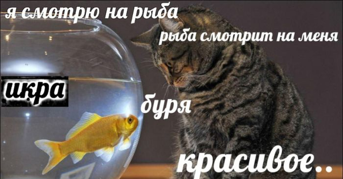 Котам рыбов. Мем с котами и рыбой красивое. Коты мемы про рыбу. Мем про кота и рыбу красивое. Мемы про котов вы продаете Рыбов.
