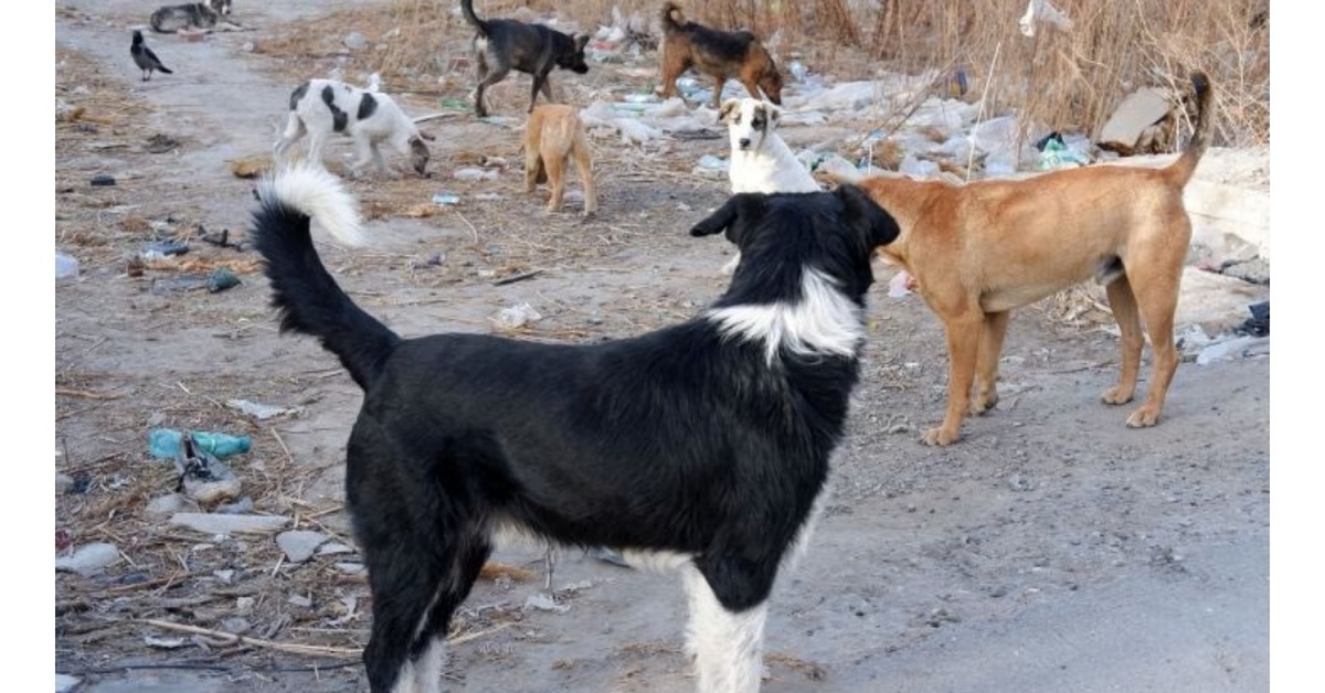 Бездомные собаки в астрахани. Астрахань собаки. Бродячие собаки астрахань. Бездомные собаки в астрахани. Бездомные собаки астрахань.