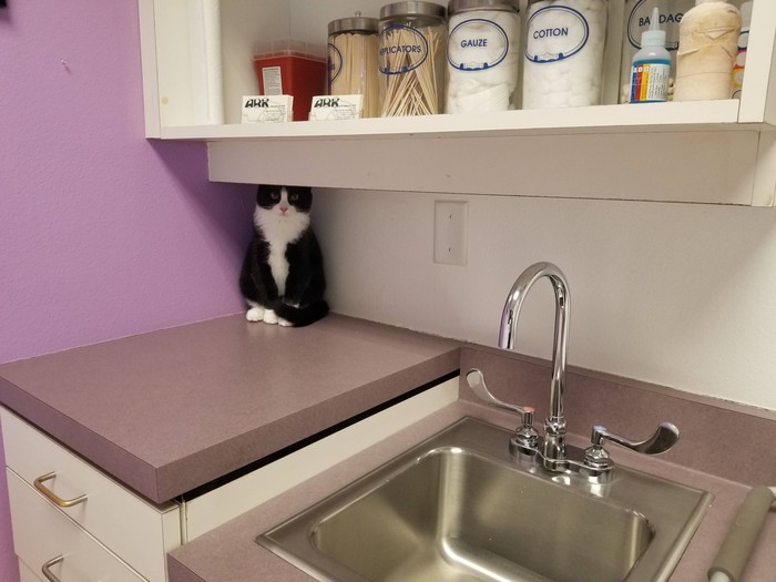 Впервые в вет. клинике