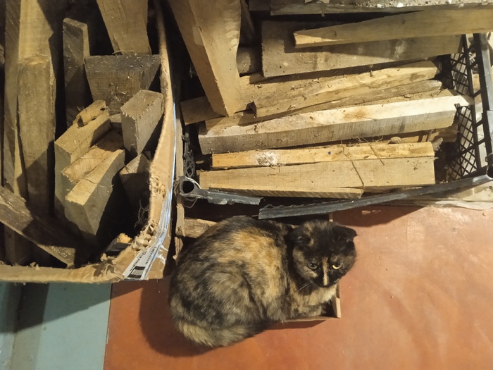 Негде бедной котиньке поспать