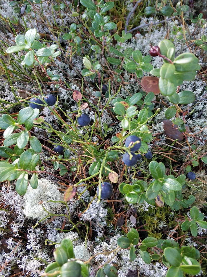 Черника Севера