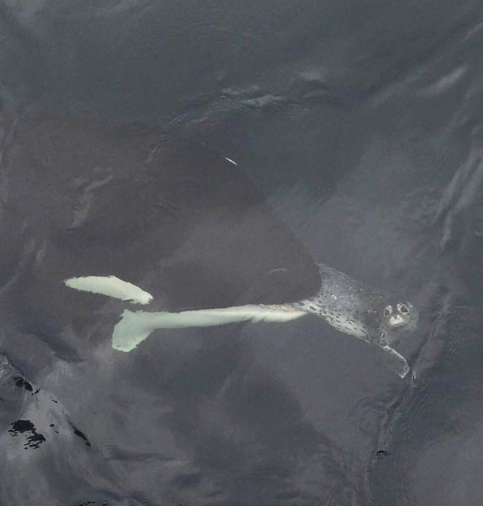 Кит будет сыт