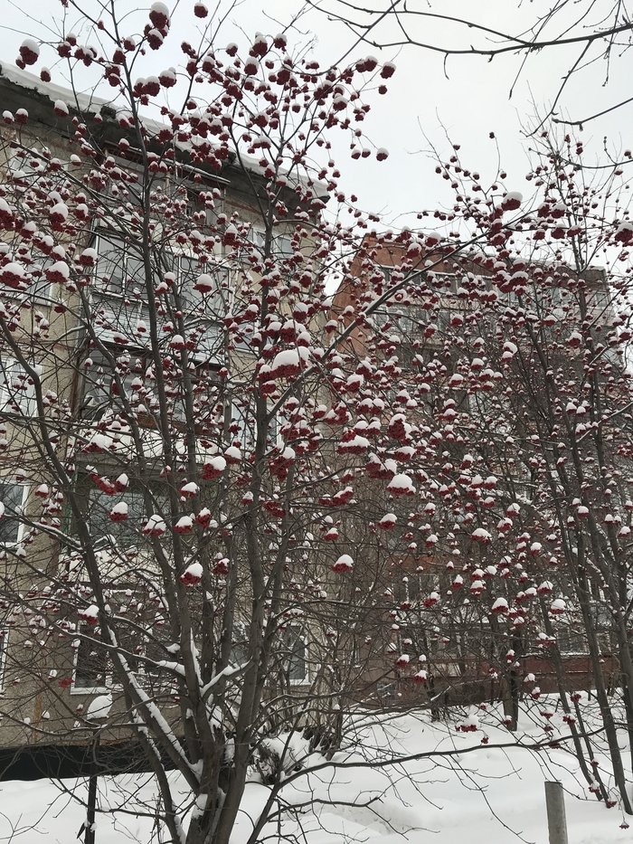 Рябина под снегом