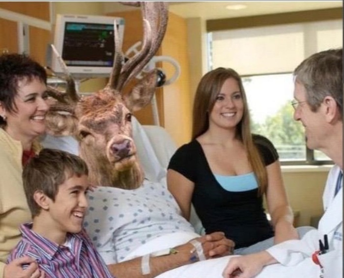 Как животные умирают в дикой природе по мнению веганов