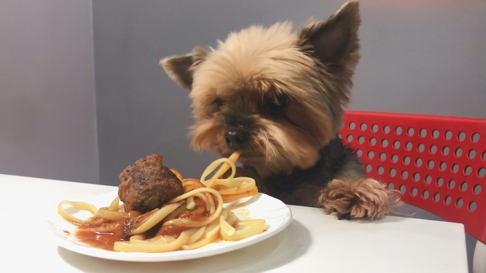 Как приготовить спагетти с фрикадельками из мультфильма "Леди и бродяга"