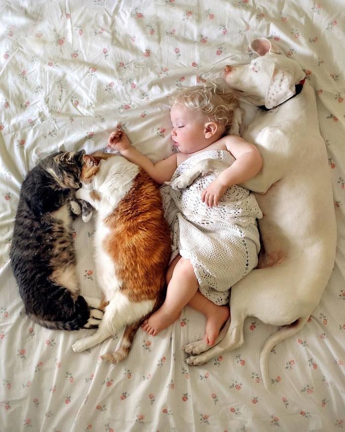 Тихий час Собака, Кот, Дети, Младенцы, Сон, Милота
