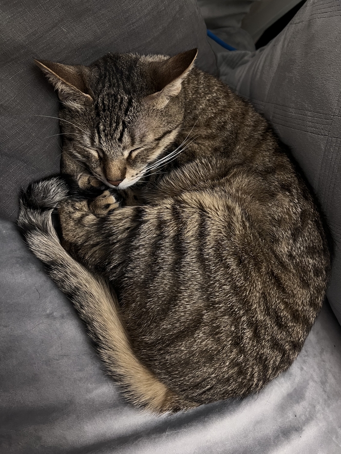 Кот по имени Кот