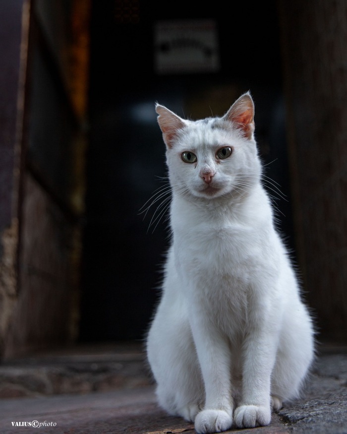 Рваное ушко