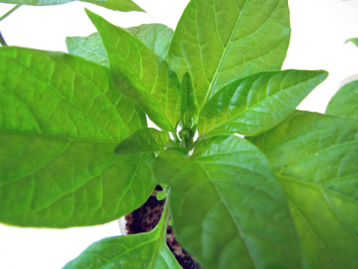 Молодой да ранний :D