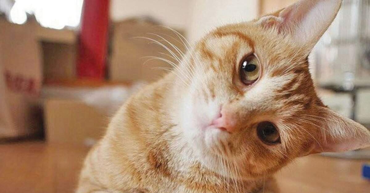 Мем Кот Спасибо