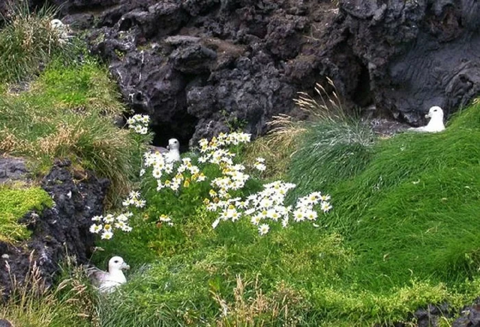 Почему запрещено посещать самый молодой остров Европы | История острова Сюртсей Познавательно, История, Океан, Факты, Исландия, Вулкан, Остров, Повтор, Сюртсей, Видео, Гифка, Длиннопост