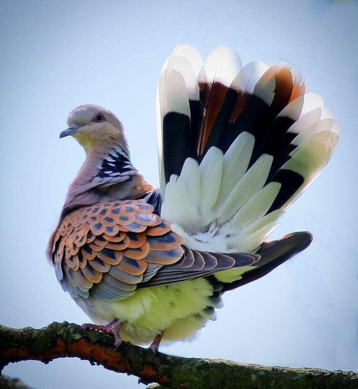 Павлин-мавлин