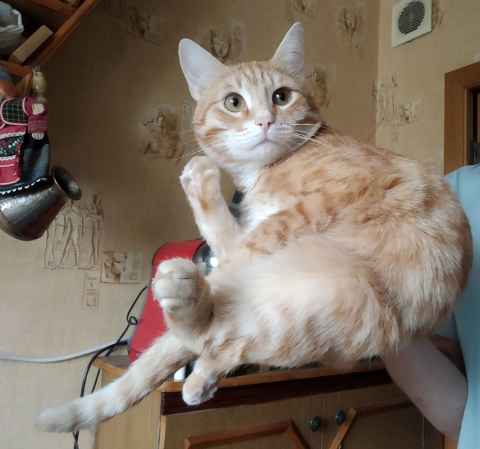 Ручной кот срочно ищет новый дом СПБ