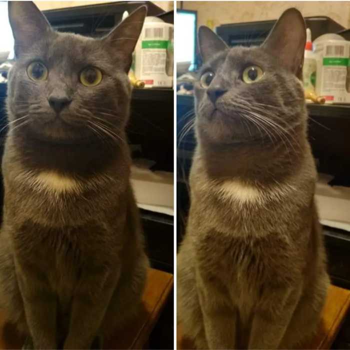 Красивый котик Бася в добрые руки