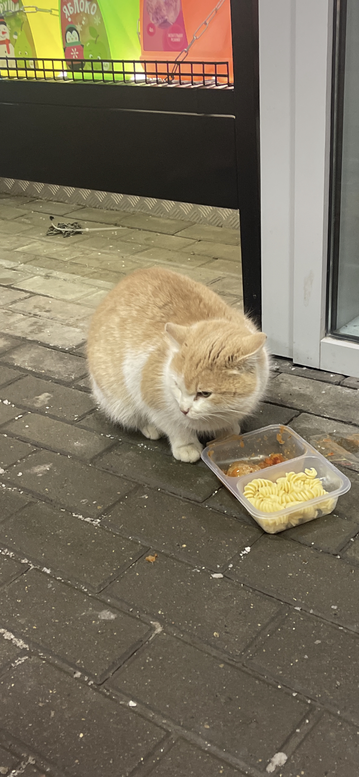 Кот в хорошие руки Москва