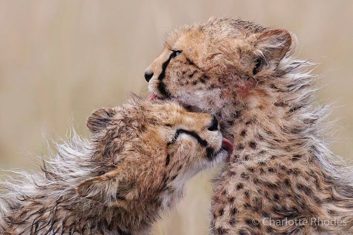 ����� �������