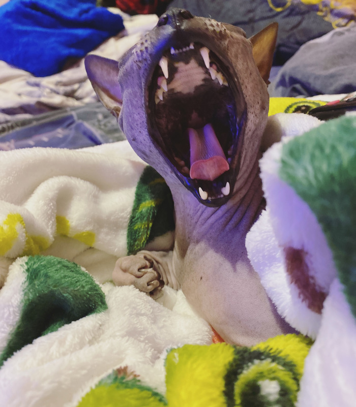 ����� ����