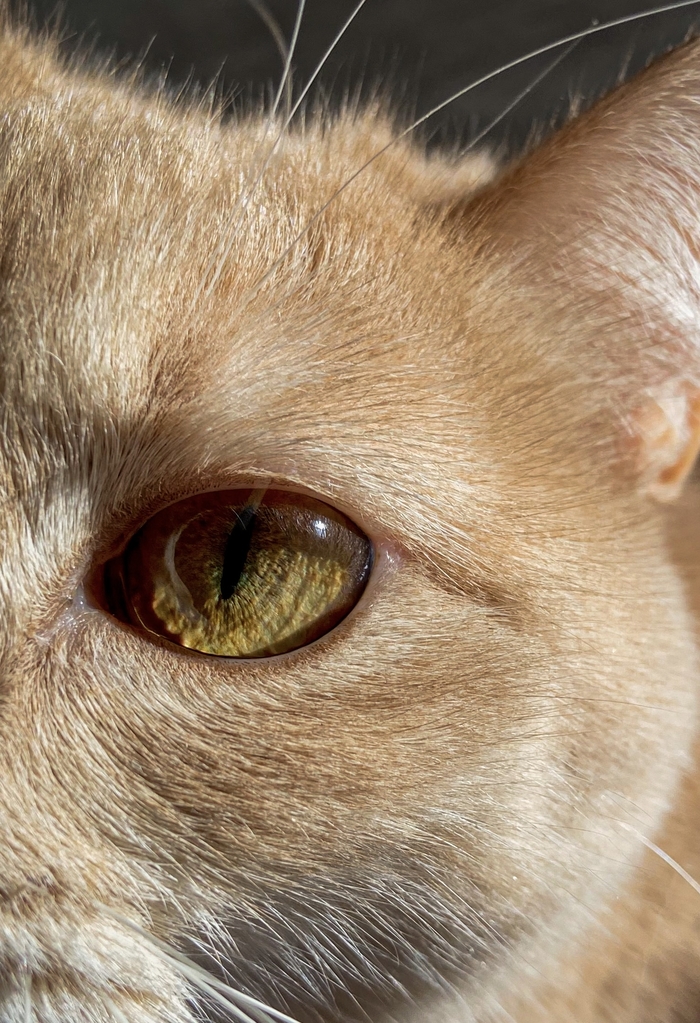 ��� �������