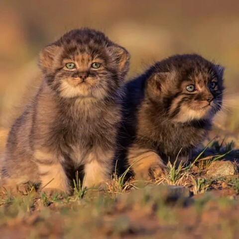 ��������� � ��������