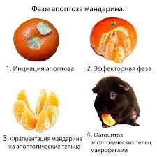 ���� ��������