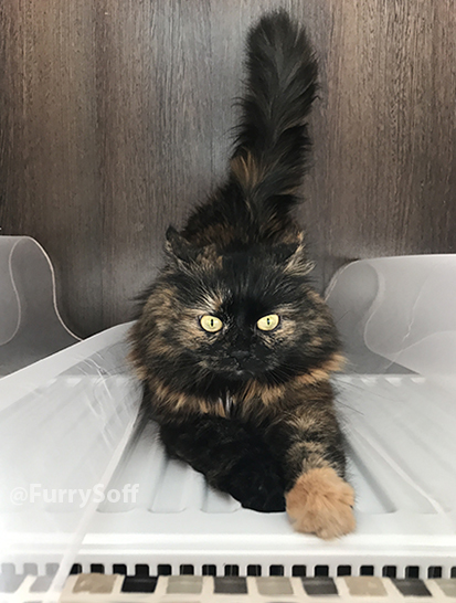 К взлету на подоконник готова!