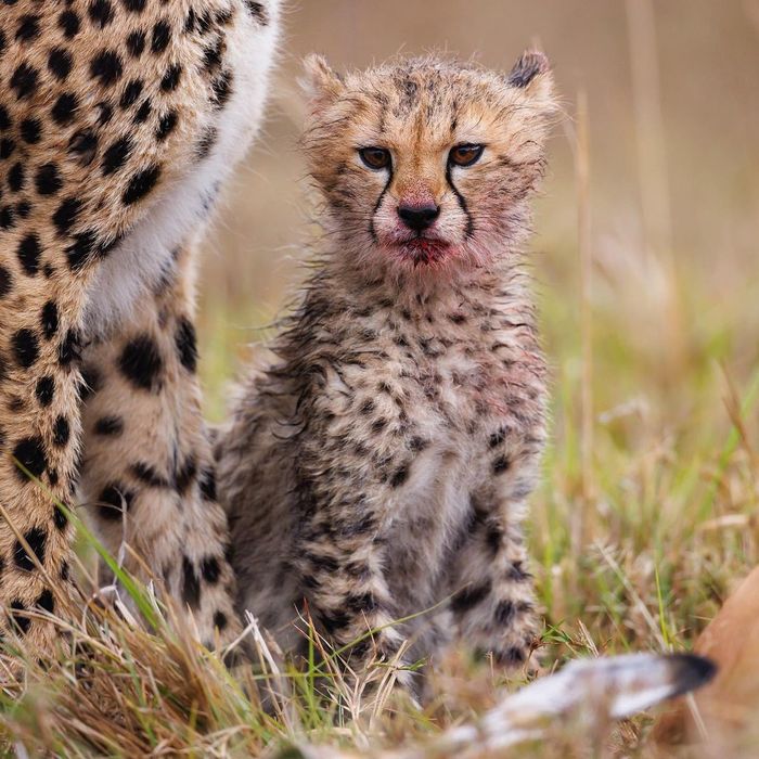 ���� ������