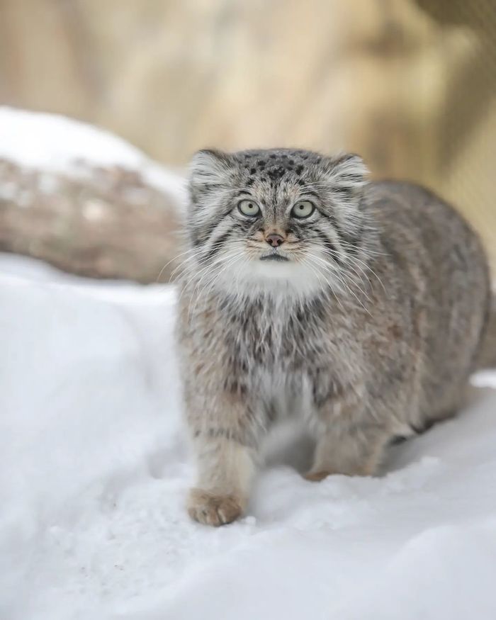 ������ ����� �� ������. ������ ����� �� ����