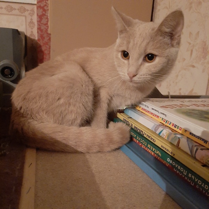 Кошечка в добрые руки, Москва