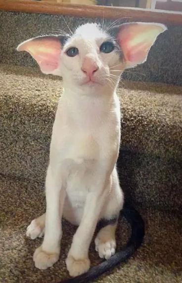 Чудик с радарами