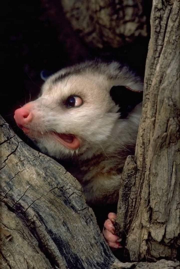 Узрев «свежее»...